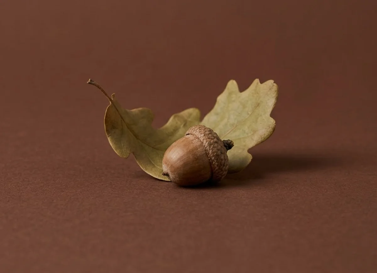 An acorn resting on an oak leaf
