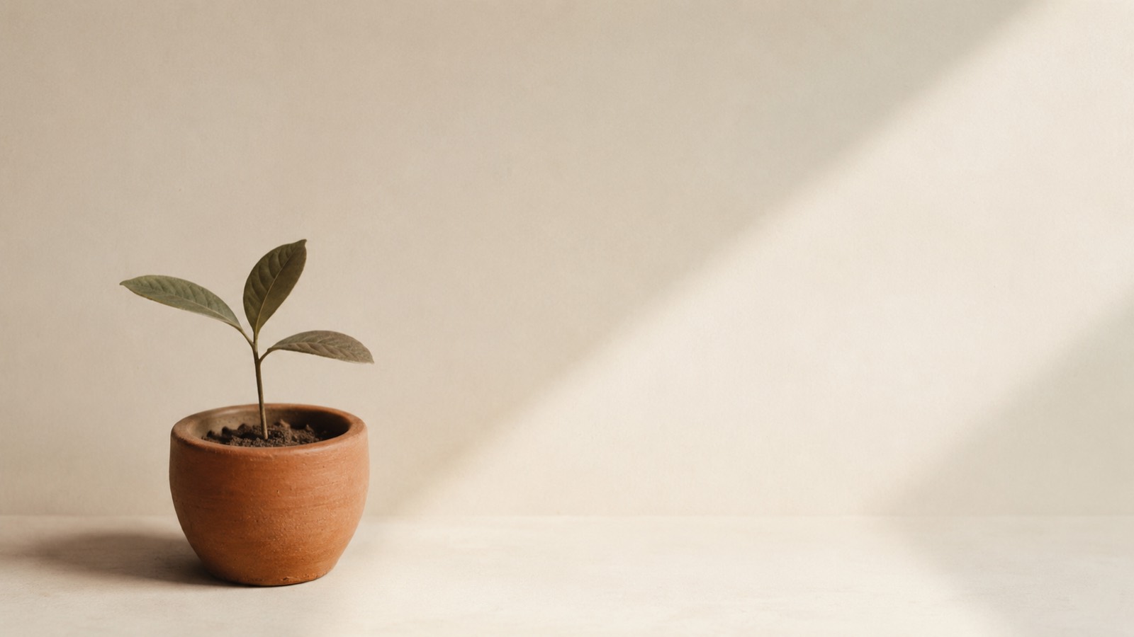 A young plant growing in a clay pot, lit by warm afternoon light